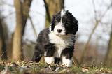 BEARDED COLLIE 078